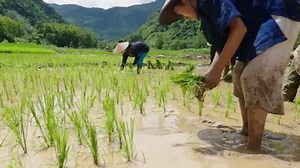 From Field to Table: How Rice Is Produced on an Industrial Scale