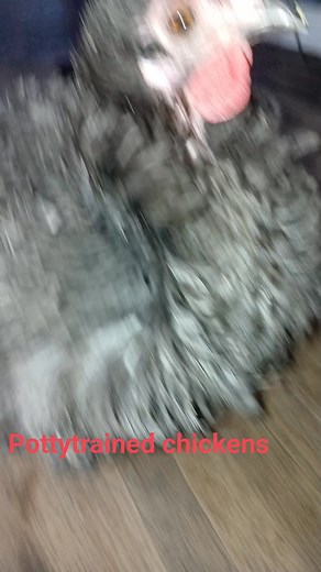 Pottytrained chickens #birdcare #birds #chickens #pottytraining #chickens #training #therapy #chickens #training | Cherie Nichols | Facebook