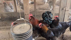3.8K views · 84 reactions | Black Copper Marans | Cajun Creek Farm | Facebook