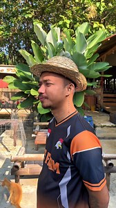 71K views · 1.6K reactions | Tinggal kita branding ke hal positif aja kalo mau di lirik#batosaifarm #peternakmuda #peternak | Batosai Farm | Facebook