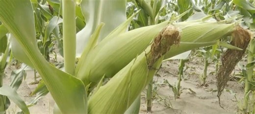 Angola - Forças Armadas investem em projeto agrícola para produção de cereais - RTP África