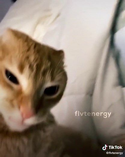 YOURE SCARING ME #stopyourescaringme #ReTokforNature #cat #orangecat #videostaredit #videostar #aftereffects #foryoupage #foryou #ae #fyp #3333