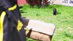 Trained dog doing defence and biting work with dog handler
