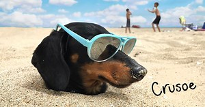 Intervertebral Disc Disease (IVDD) in Dachshunds