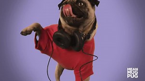 41K views · 1.1K reactions | BARKLINE BLING - Hotline Bling Parody - I dance better than Drake Subscribe to my YouTube channel! https://www.youtube.com/channel/UCyZqYJoZmBDcPgJs_ghQi5w?sub_confirmation=1 | Mean Mug Pug | Facebook
