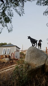 Sunshine farm store info ⬇️ Stop by the farm store for produce, baked goods, sourdough, chicken and duck eggs, and more. There are also special events and workshops monthly! You can even visit the goats while you’re there. Anyone can stop by, pre-orders are encouraged but not required. When: Farm Store is open Saturdays from 10am - 3pm. Where: Vista, CA near the 76 E Vista Way. Message for specific address. | Sunshine Farm