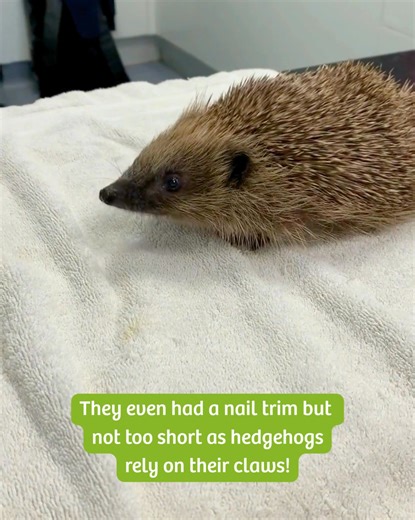 You may remember that this little hedgehog recently had surgery on a back wound. We are happy to report that they had their vet assessment yesterday, and they certainly made the most of it — curiously exploring the examination table and pausing every so often to look straight at the camera. Safe to say, they know how to work a room. The hedgehog was also treated to a quick nail trim during their check-up. Hedgehog claws are important for digging and climbing, so it’s always done with care to kee