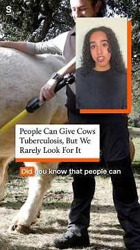 Can Humans Give Cows Tuberculosis? A Hidden Public Health Risk