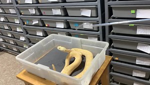 Albino Western diamondback rattlesnake ( Crotalus atrox) venom extraction today. This individual is one of the 500 plus individual western diamondback rattlesnakes ( Crotalus atrox) that KRZ maintains for venom production and research. | Kentucky Reptile Zoo