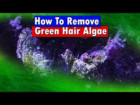 How To Get Rid of Green Hair Algae in a Saltwater Aquarium Reef Tank