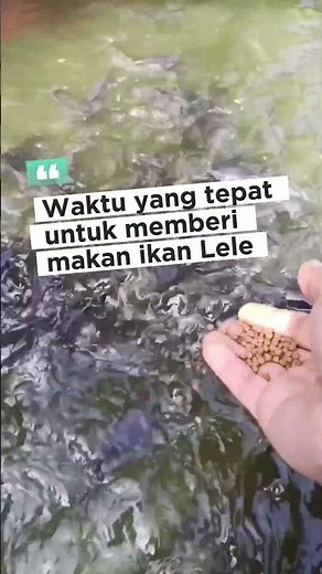 Waktu tepat pemberian makan ikan Lele #budidayaikan #ikan #ikanlele
