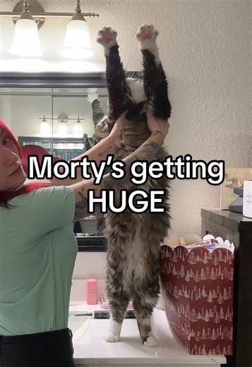 Replying to @Hose Bee Lion Norwegian Forest Cat? Ragdoll? Maine Coon? WHO KNOWS! All I know is he’s a good ol’ boy 😍 #norwegianforestcat #ragdoll #mainecoon #catsoftiktok #peneloperoseadams