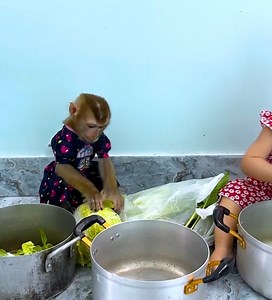 Monkey Kaka and Diem as chefs show off their cooking skills. | Monkey TV