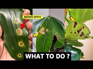How to treat brown spots on plants ?