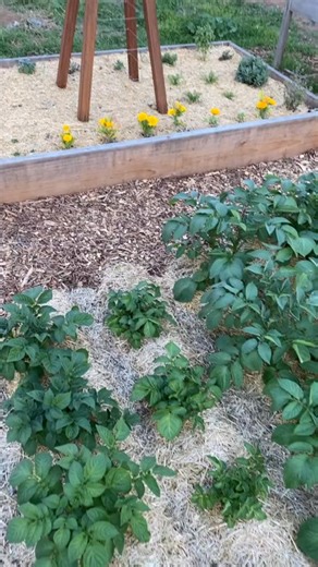 2.5K views · 50 reactions | Cool native bee house and trellis #plants #howto #garden #gardening | The Gardening Guru | Facebook