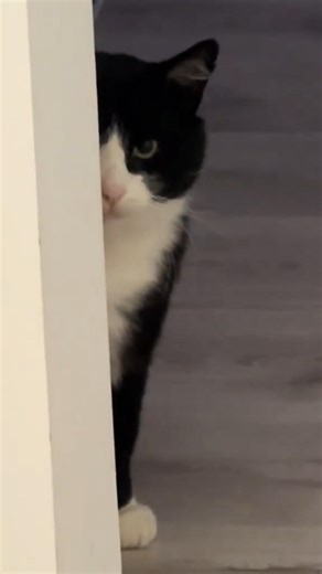 Rahasia Warna Kucing Tuxedo