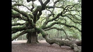 'Take Me Home Chords ' (Sweet Sunny South)-1864-Performed by Tom Roush w/lyrics - ChordU