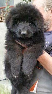 Can you give a name to beautiful girl? 🤩🖤😍 #akc #akcgermanshepherd #germanshepherd #gsd #gsdofinstagram #usa #usadogs #usapuppy #puppies #puppy #pet #k9 #k9dogs #k9unit #gsdpuppy #gsdlover #germanshepherds #germanshepherdsofinstagram #germanshepherddog #texas #newyork #ny #gsdlongcoat #longhair #gsdlonghair #gsdpuppies #usatoday #puppylove #california #germanshepherdworld | Puppies Kingdom Team