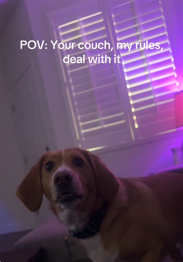 Professor Biscuit: The Couch Dictator Dog