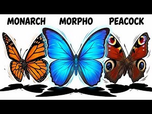 Every Type Of Butterfly Species Explained