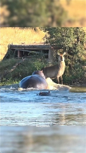 Waterbuck Struggle 😨