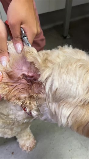 The Point Vet on Instagram: "Does your pets ears look like this? Red, dirty ears and scratching ears can mean your pet has an ear infection! Here Dr Martika is taking a swab to look under the microscope and she also looks down the ears with an otoscope. Regular cleaning especially in this hotter season or after swimming will help prevent ear infections! Ear infections can be really uncomfortable and painful for our pets 🐶🐈"