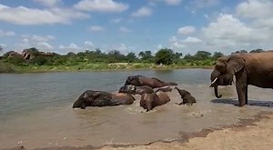 Swimming lessons for baby Lili Lili is having a whale of a time as she splashes about in the Ithumba mud bath. And, just as at the local swimming pool, she has an army of attendants on hand to make sure she stays safe, including mum Loijuk watching over everything. Named after the water lillies that spring up in Kenya, it’s a rather apt name for this little water baby who is the first calf of Loijuk, an orphan we rescued, raised and reintegrated back into the protected wild. This weekend, famili