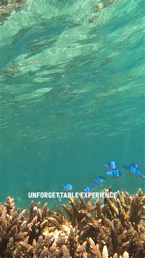 81K views · 1.1K reactions | Dive into Fiji’s “underwater paradise” 錄 With over 300 islands within Fiji, there are endless possibilities to truly unwind and soak in beautiful views courtesy of the ocean. Local surfer #IniaNakalevu shares his connection to these waters and its ever-flowing nourishment for the natural ecosystems and the Fijian community. Corona USA #ThisisLiving | World Surf League | Facebook