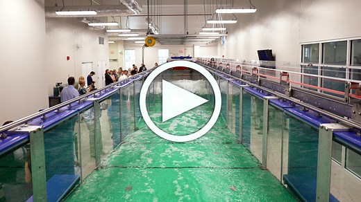 1.8K views · 67 reactions | In honor of World Ocean Day, take a look at UNCW's new state-of-the-art wave flume! Spanning nearly 80 feet long and 5 feet wide, the flume holds 9,500 gallons of water and provides an innovative way for students and faculty to study ocean waves. More info: https://uncw.edu/news/2023/05/wave-flume-lab | UNCW | Facebook
