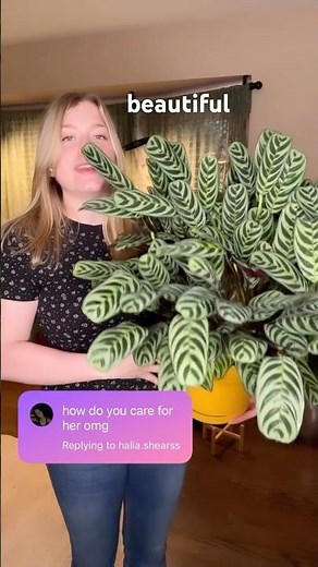 Prayer plant tips and tricks🪴 #plantcaretips #indoorplants #houseplants #plants #plantlover