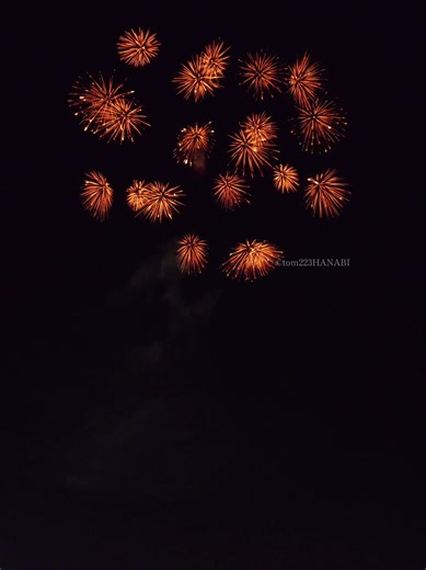 時差で魅せる漣千輪菊の美