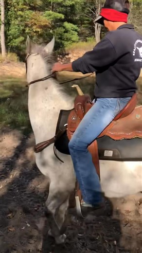 3.1K views · 13 reactions | Advanced beginner trail horse. #outdooradventures #groupevents #adventures | Raine N Dreams Farm LLC | Facebook