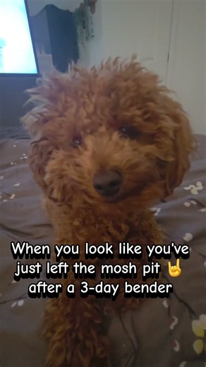 Why does my dog look like he has been on a 3 day bender after a nap?🤘🤪 #sleepydog #dogshorts #viral
