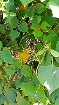 Cuộc Sống Ở Thôn Quê Lúc Bấy Giờ của Phi Hùng #hungvlog #phihungvlog368 #tácgiả #clip #lamvuon