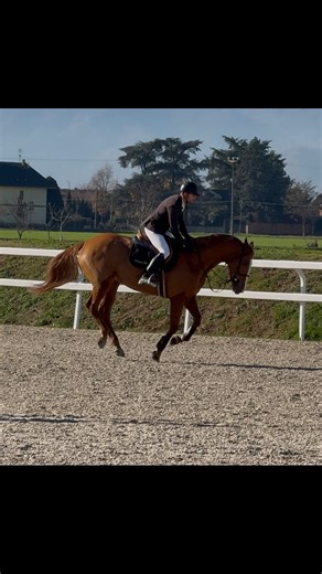 MV Horses di Michele Vairoletti | Cindy, primo percorso in gara insieme. Sono partito con il dubbio che non facessimo il numero 1 e che la guida fosse pressoché inesistente,... | Instagram