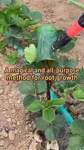 908K views · 17K reactions | #planting #garden #farming #agriculture #agricultura #gardening #plants #gardening101 #vegetables #gardentips #farmer #vegetable #plantseason #planttips #planttiktok #gardentiktok #grow #growing #watering #wateringplants #roots #root #planting #plantingseason | My Own Garden | Facebook