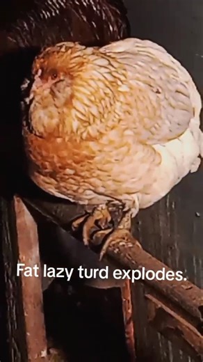 woahh big gore warning very big scary #execution #fypシ #chicken #explosion #ohnoo