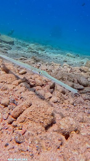Joseph Leverton on Instagram: "5 fascinating facts about Cornetfish (Fistulariidae family), some of the most bizarre and stealthy predators on the reef: 1. Incredibly Long and Slender: Cornetfish can grow up to 1.5 meters (5 feet) long, but they’re extremely thin, which helps them slip unnoticed through coral formations and along reef edges. 2. Built-In Sniper Tube: Their long, tubular snouts act like a built-in snorkel and suction gun they sneak up on prey, then use quick suction to capture sma