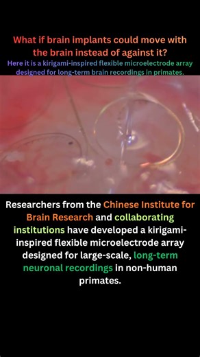 Kirigami-Inspired Flexible Brain Implants Record 700+ Neurons in Primate Brain