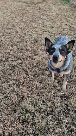 dog jumping in slow motion.