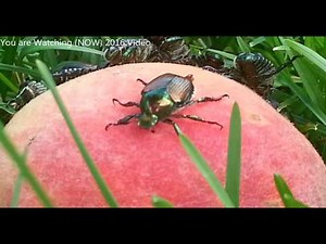 How Do Japanese Beetle Poop Defecate?... That's how!