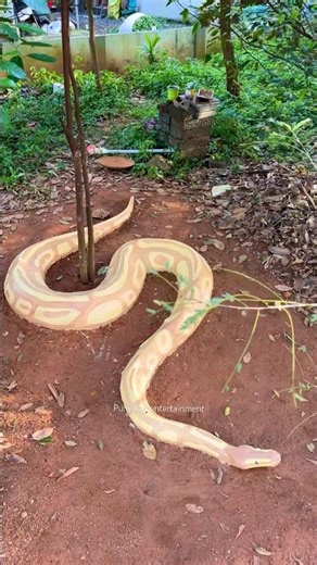 Ball Python Painting Part:-3💯🔥 #youtubeshorts #ballpython #snake #home #artist #art #cobra #diy