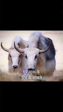 His First Kill in the Frozen Silence” #shorts