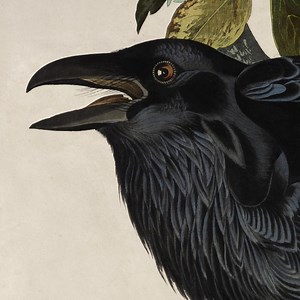 Learn about the making of Birds of America, one of the rarest books in the world, in this 5-star exhibition. See 46 original, unbound prints from National Museums Scotland's Library collection alongside a rare, bound copy of the book. Find out about Edinburgh's integral role in the development of the book and consider both Audubon’s complex and problematic story, as well as the conservation lessons we can learn from this unprecedented publication. ⭐⭐⭐⭐⭐ The Scotsman ⭐⭐⭐⭐ The Times Audubon’s Bird