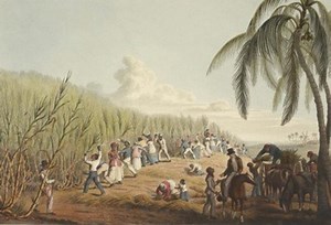 The History of Caribbean Calypso Music