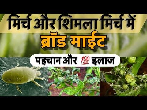 Chilli and Capsicum Broad mite Control and virus identification in Chilli by P C Verma