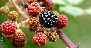 Bramble and Wild Blackberry, rubus sp., Normandy in France, Real Time 4K