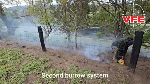 Completed a decent-sized fumigation job today — over 60 burrows treated! This method was requested by the client, and we’re pleased to say they’ve now also agreed to a follow-up shooting program to help keep numbers under control. We have also advised the client to undertake burrow-ripping and carry out clean-up works where required. A great example of combining methods for long-term, effective rabbit management 👌🎯 These are the smoke nuggets from ACTA — another pest controller/supplier told m