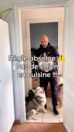 135K views · 2.6K reactions | Ici, c’est très simple :  PAS DE CHIEN...