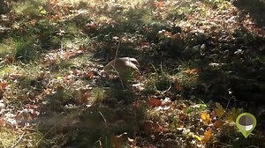 Riproponiamo uno dei video più belli del web in tema raccolta funghi: Boletus Edulis Gigante ritrovato dall'amico bi bin bin, che ha tutti i crediti di questo video. Cosa ne pensi? Condividilo se ti è piaciuto! | Geoticket.it